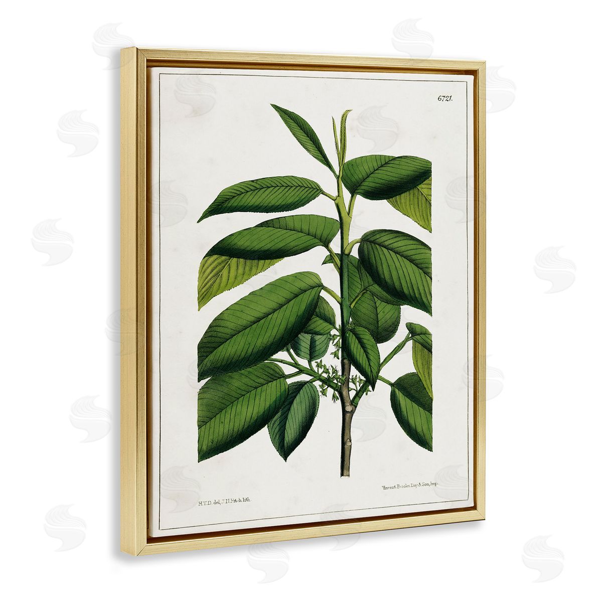Scientific Woodland Plant Gold Floating Frame Canvas Wall Art, Home Decor by Tina Higgins Designs, Inc.