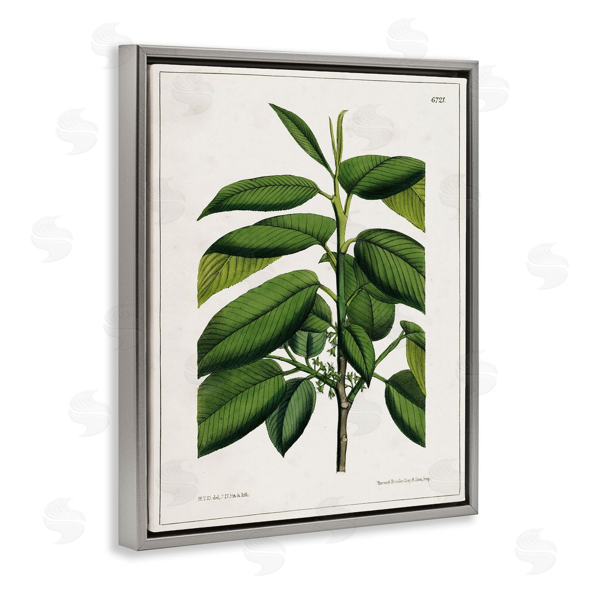 Scientific Woodland Plant Grey Floating Frame Canvas Wall Art, Home Decor by Tina Higgins Designs, Inc.