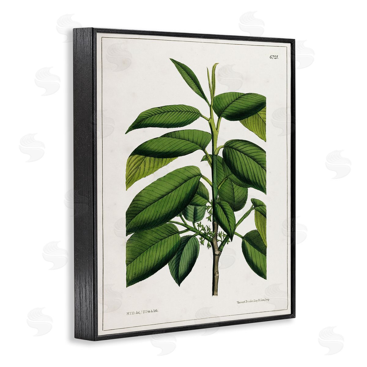 Scientific Woodland Plant Black Frame Print Wall Art, Home Decor by Tina Higgins Designs, Inc.