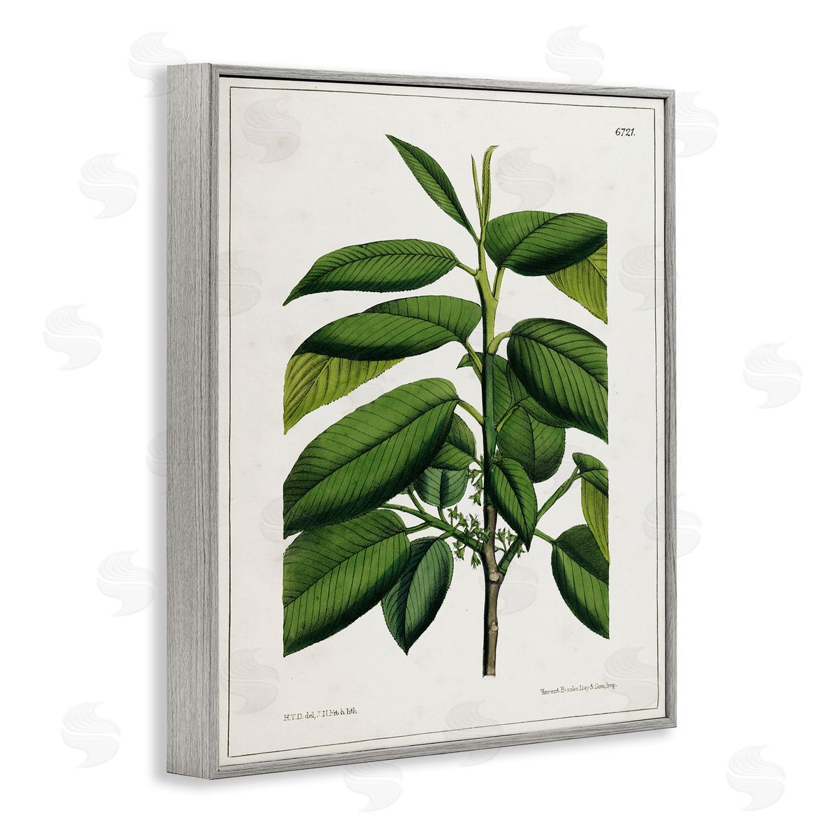 Scientific Woodland Plant Grey Frame Print Wall Art, Home Decor by Tina Higgins Designs, Inc.