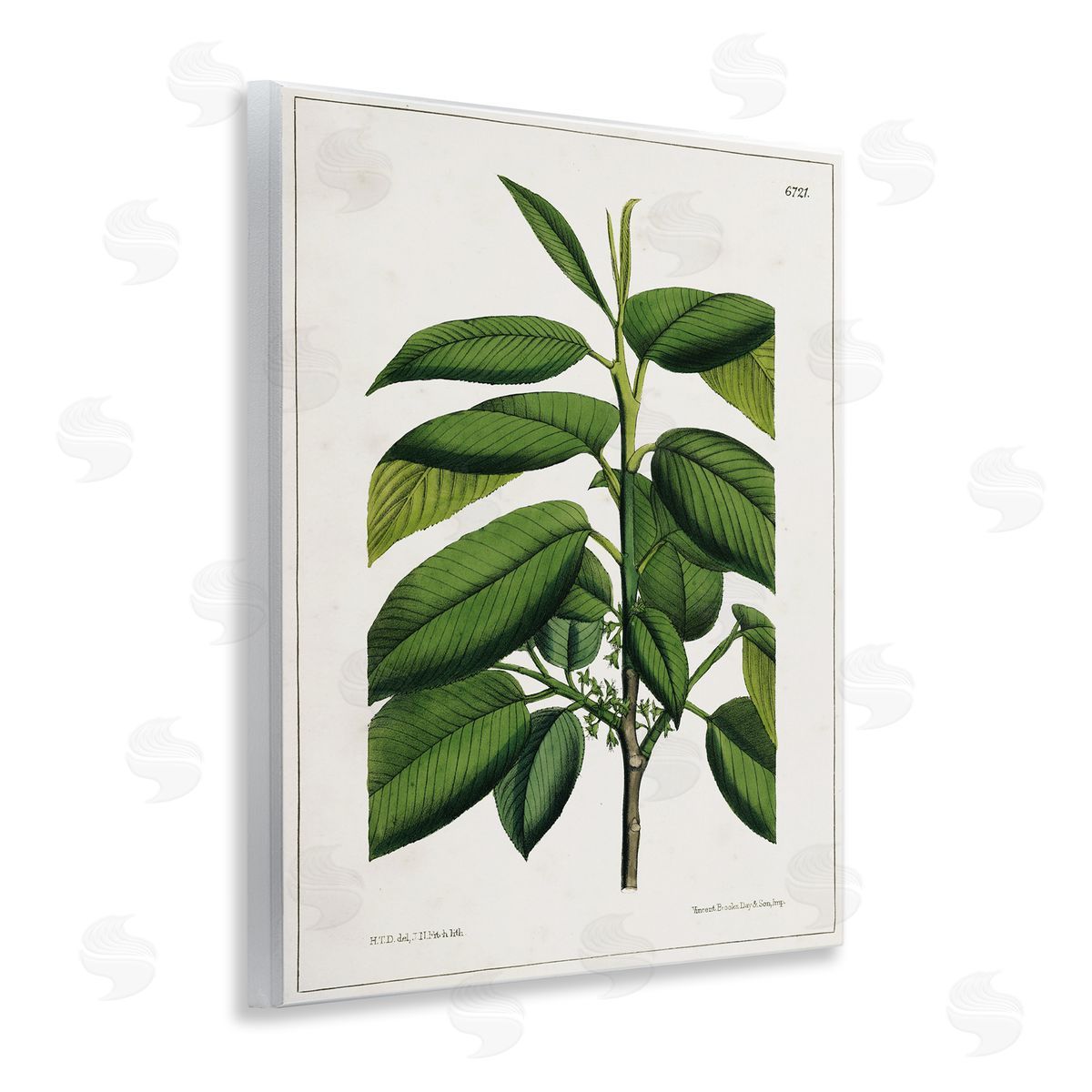 Scientific Woodland Plant Wood Plaque Wall Art, Home Decor by Tina Higgins Designs, Inc.