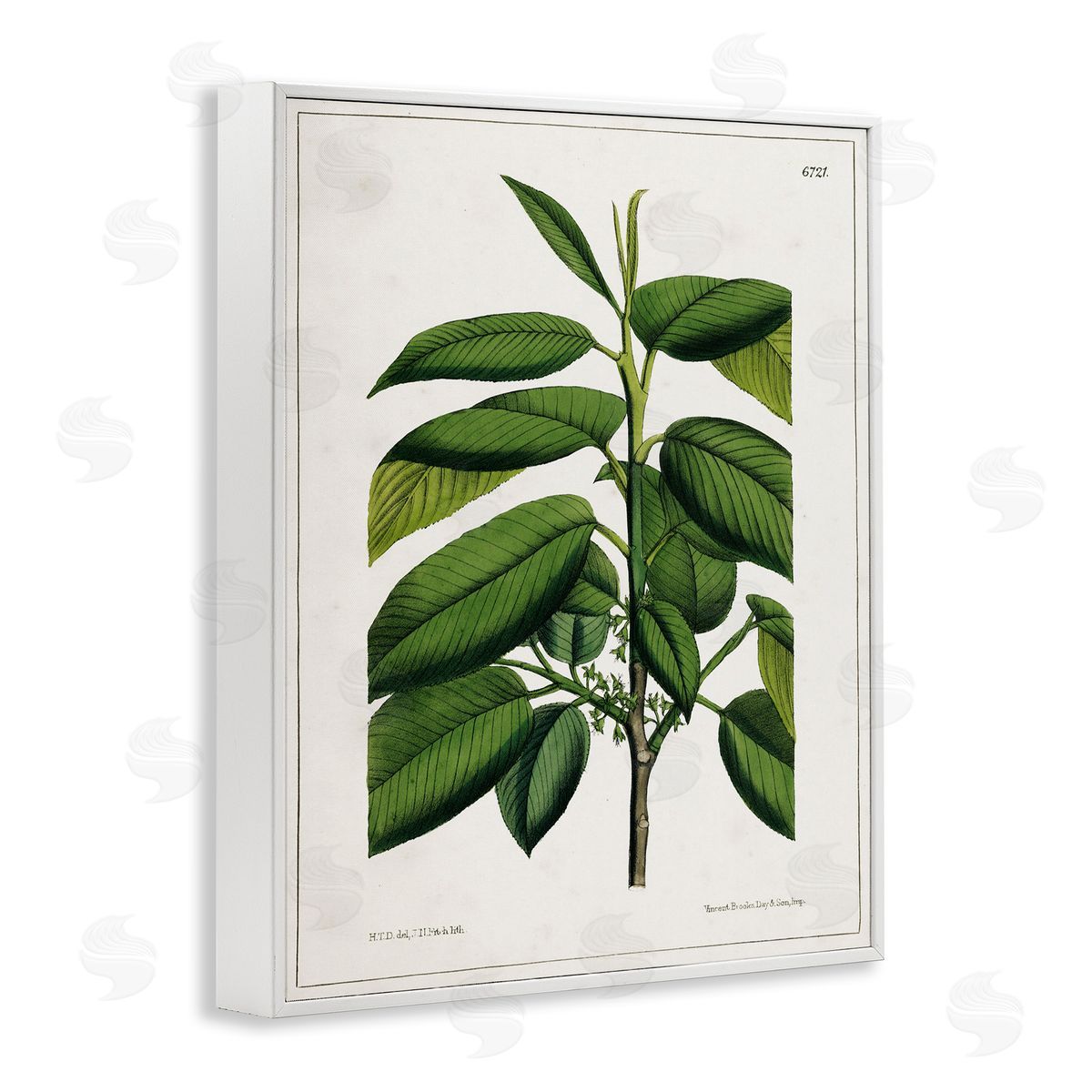 Scientific Woodland Plant White Frame Print Wall Art, Home Decor by Tina Higgins Designs, Inc.
