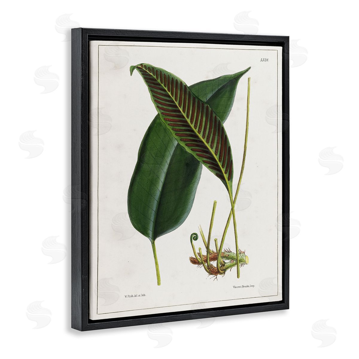 Leaf and its Underside Study Black Floating Frame Canvas Wall Art, Home Decor by Tina Higgins Designs, Inc.