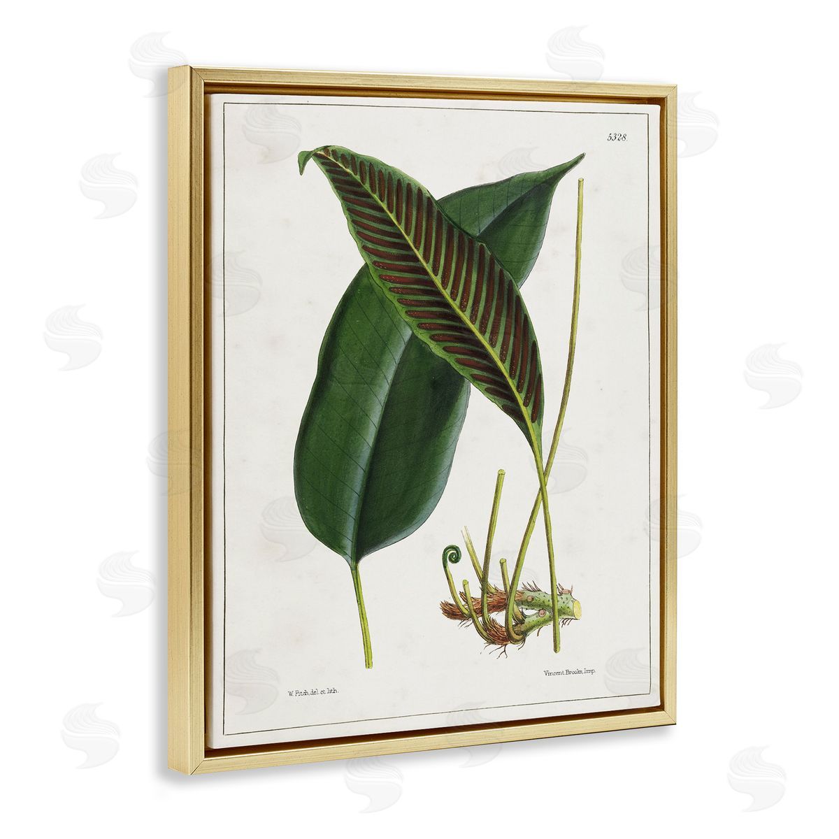 Leaf and its Underside Study Gold Floating Frame Canvas Wall Art, Home Decor by Tina Higgins Designs, Inc.