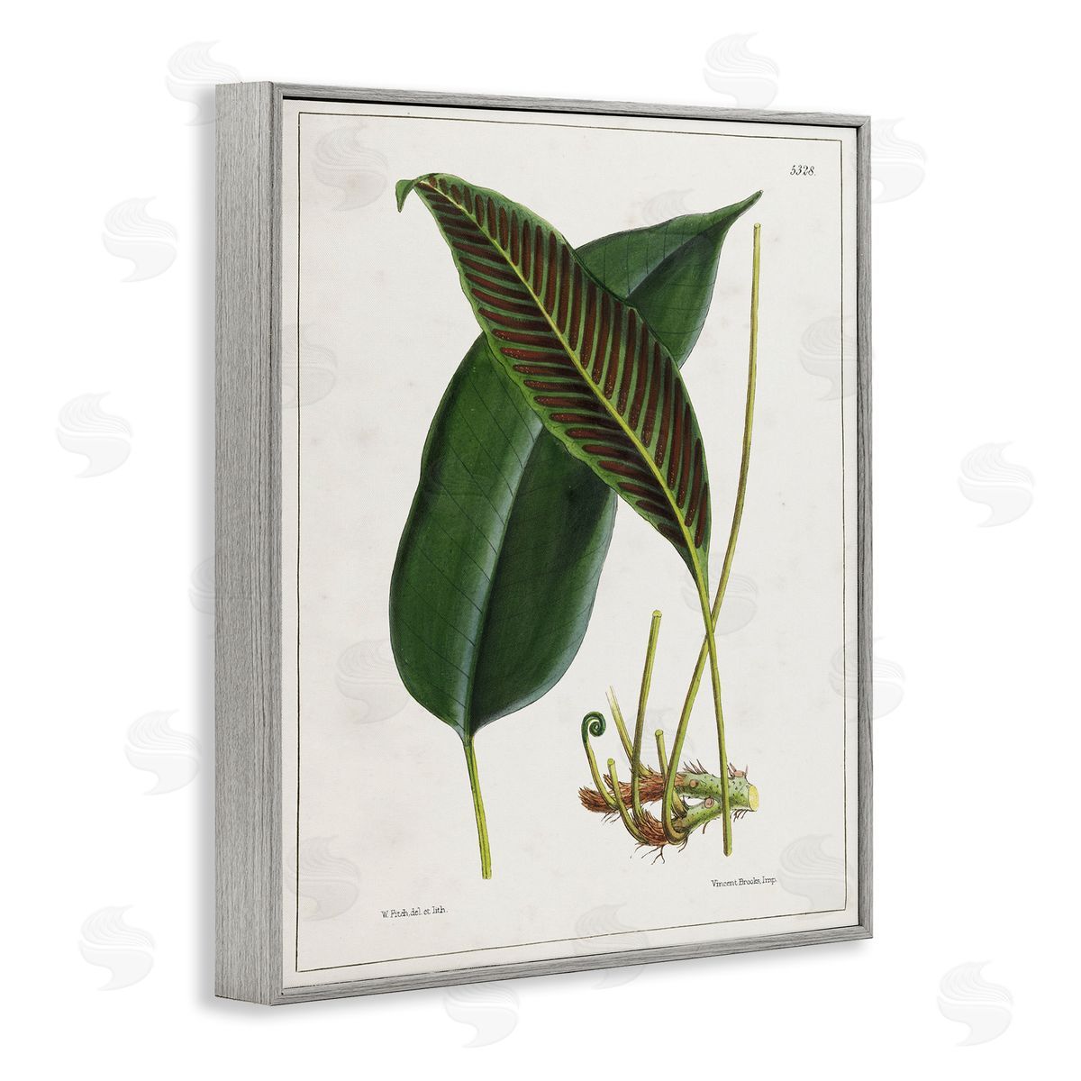 Leaf and its Underside Study Grey Frame Print Wall Art, Home Decor by Tina Higgins Designs, Inc.
