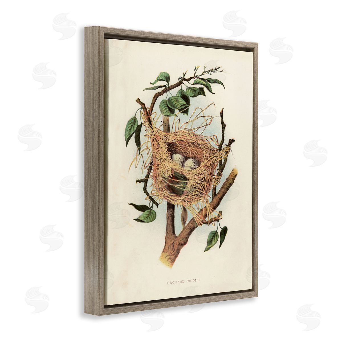 Eggs in Birdnest Study Brown Floating Frame Canvas Wall Art, Home Decor by Tina Higgins Designs, Inc.