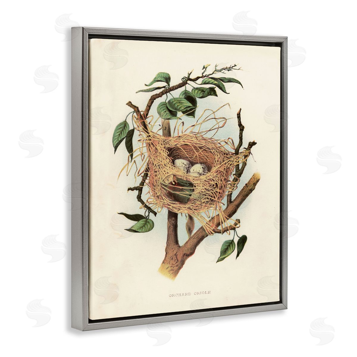 Eggs in Birdnest Study Grey Floating Frame Canvas Wall Art, Home Decor by Tina Higgins Designs, Inc.