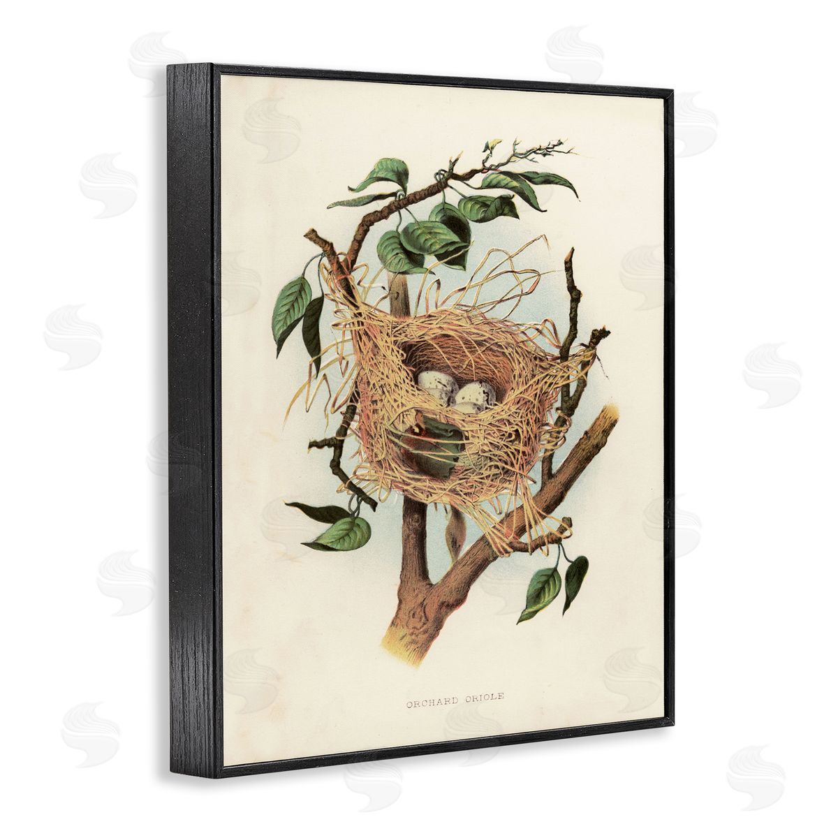 Eggs in Birdnest Study Black Frame Print Wall Art, Home Decor by Tina Higgins Designs, Inc.