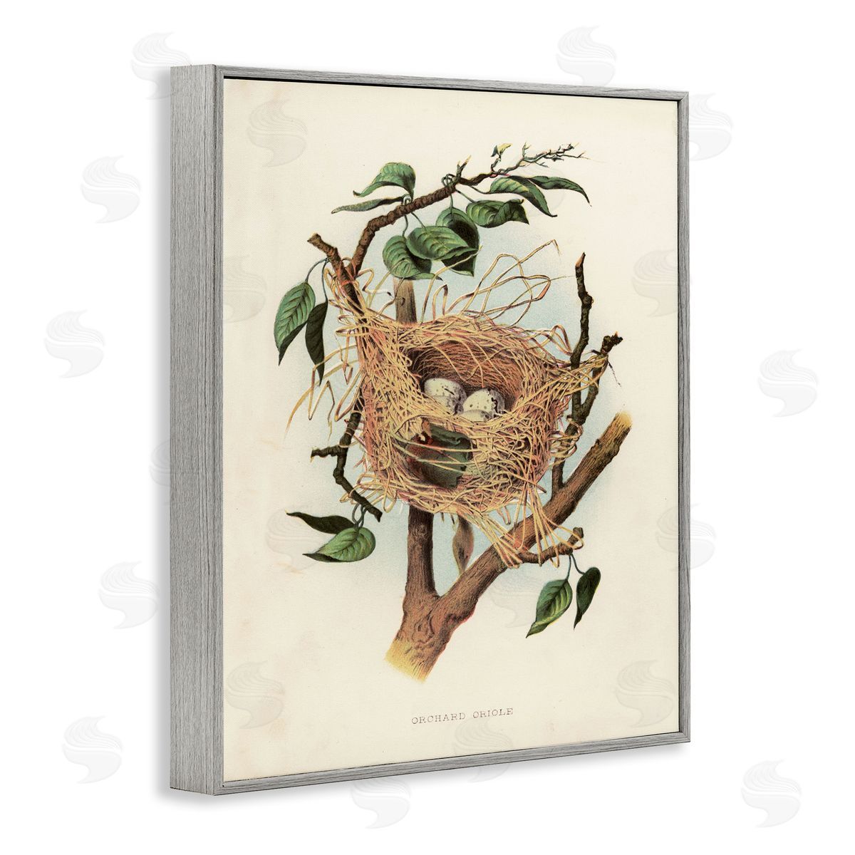 Eggs in Birdnest Study Grey Frame Print Wall Art, Home Decor by Tina Higgins Designs, Inc.
