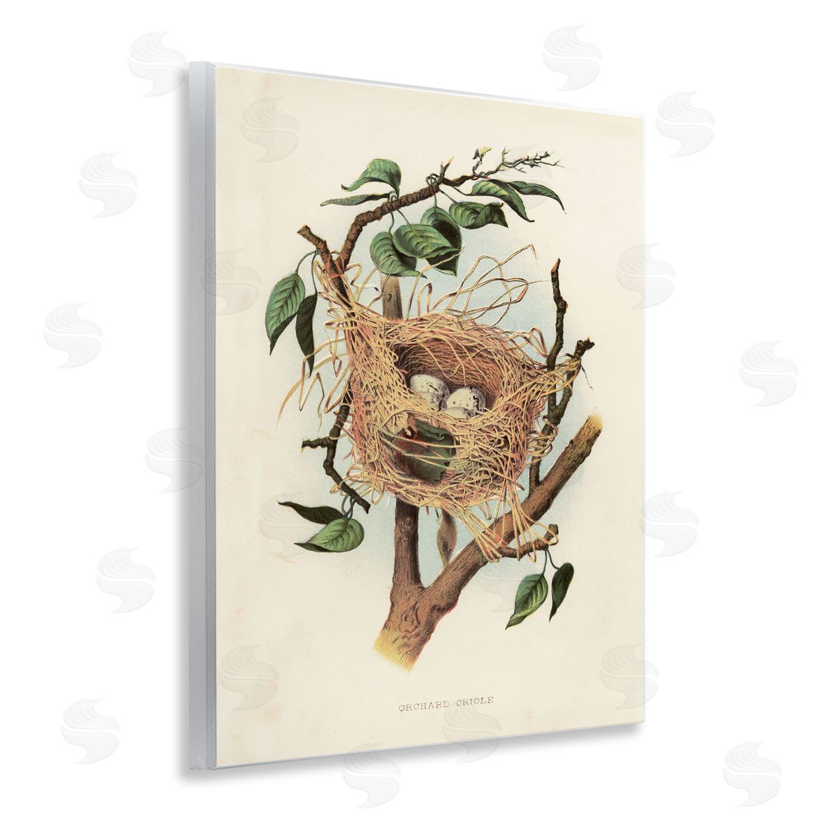 Eggs in Birdnest Study Wood Plaque Wall Art, Home Decor by Tina Higgins Designs, Inc.