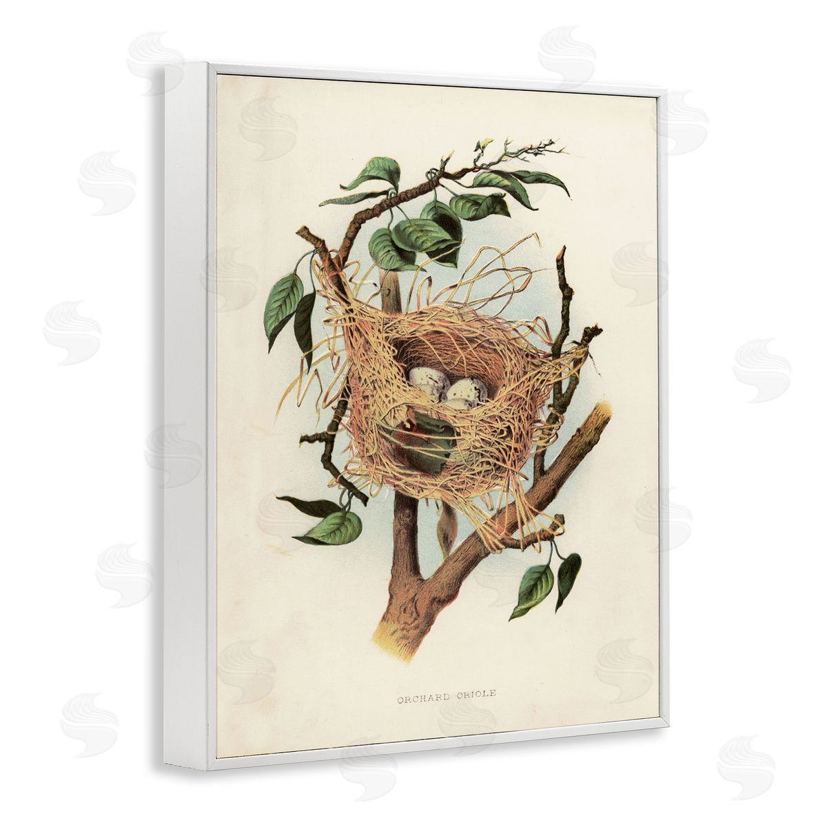Eggs in Birdnest Study White Frame Print Wall Art, Home Decor by Tina Higgins Designs, Inc.