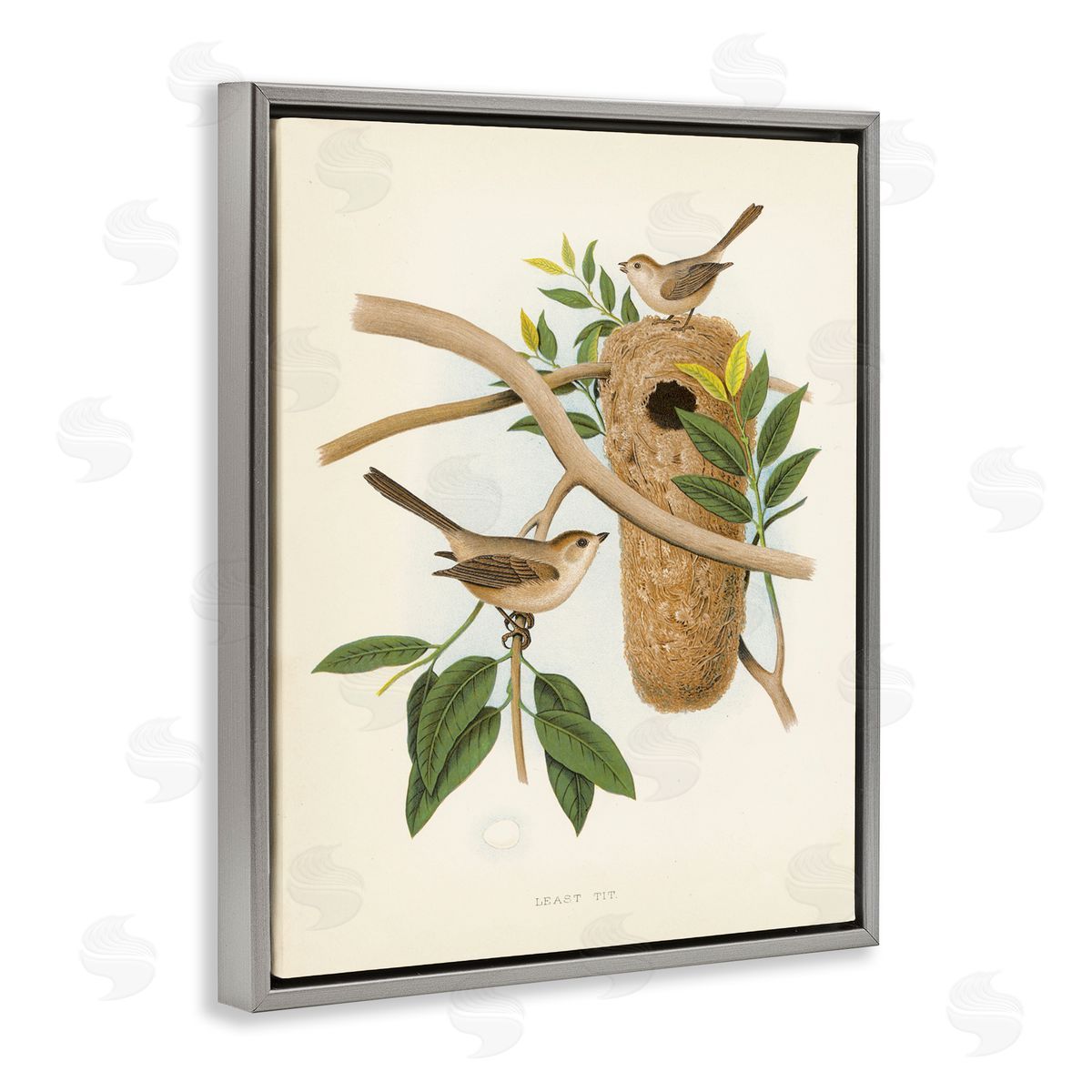 Vintage Bird House Study Grey Floating Frame Canvas Wall Art, Home Decor by Tina Higgins Designs, Inc.
