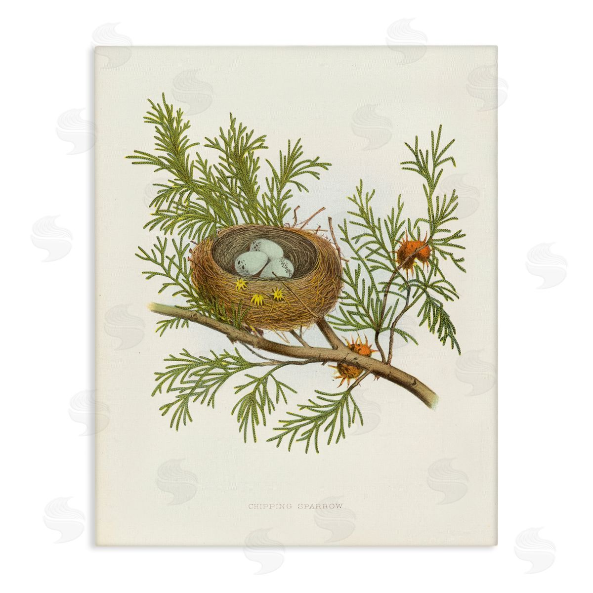 Forest Bird Nest on Branch Canvas Wall Art, Home Decor by Tina Higgins Designs, Inc.