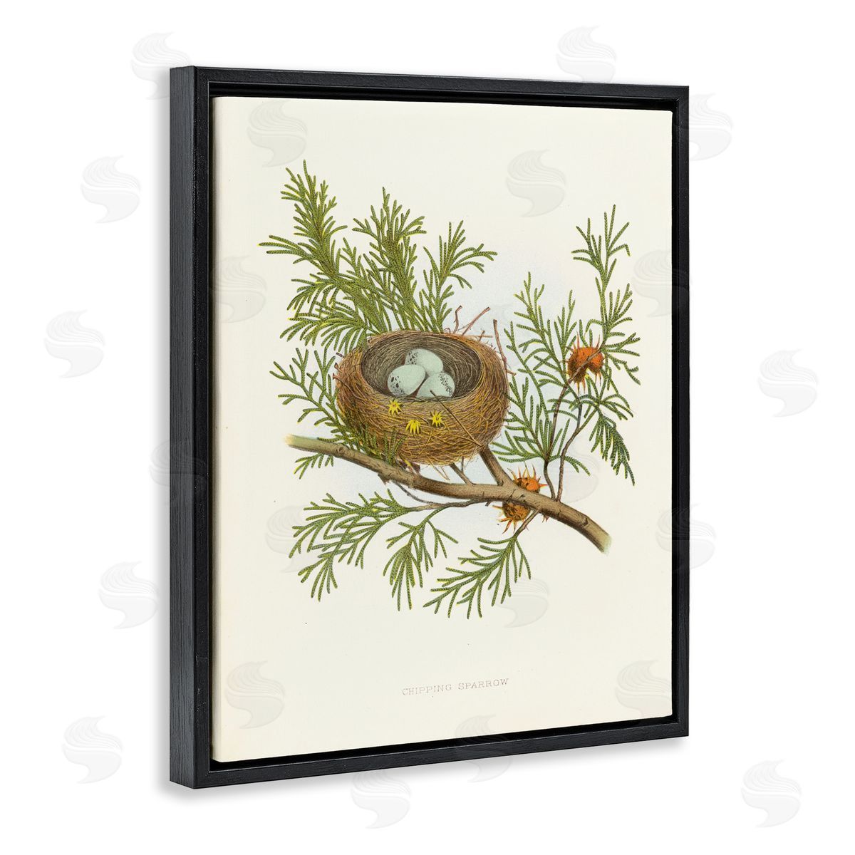 Forest Bird Nest on Branch Black Floating Frame Canvas Wall Art, Home Decor by Tina Higgins Designs, Inc.