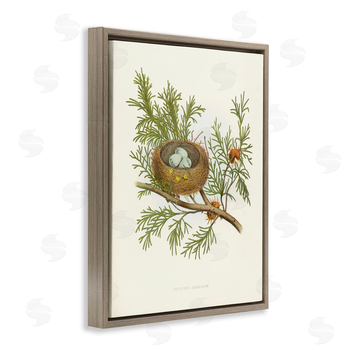 Forest Bird Nest on Branch Brown Floating Frame Canvas Wall Art, Home Decor by Tina Higgins Designs, Inc.