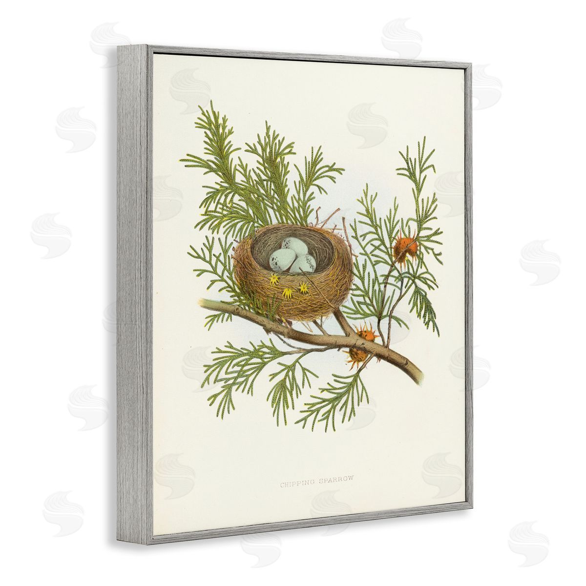 Forest Bird Nest on Branch Grey Frame Print Wall Art, Home Decor by Tina Higgins Designs, Inc.