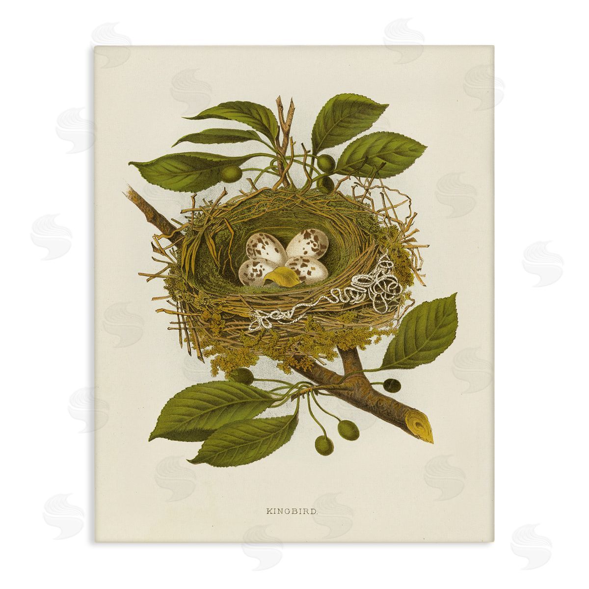 Birdnest with Spotted Eggs Canvas Wall Art, Home Decor by Tina Higgins Designs, Inc.