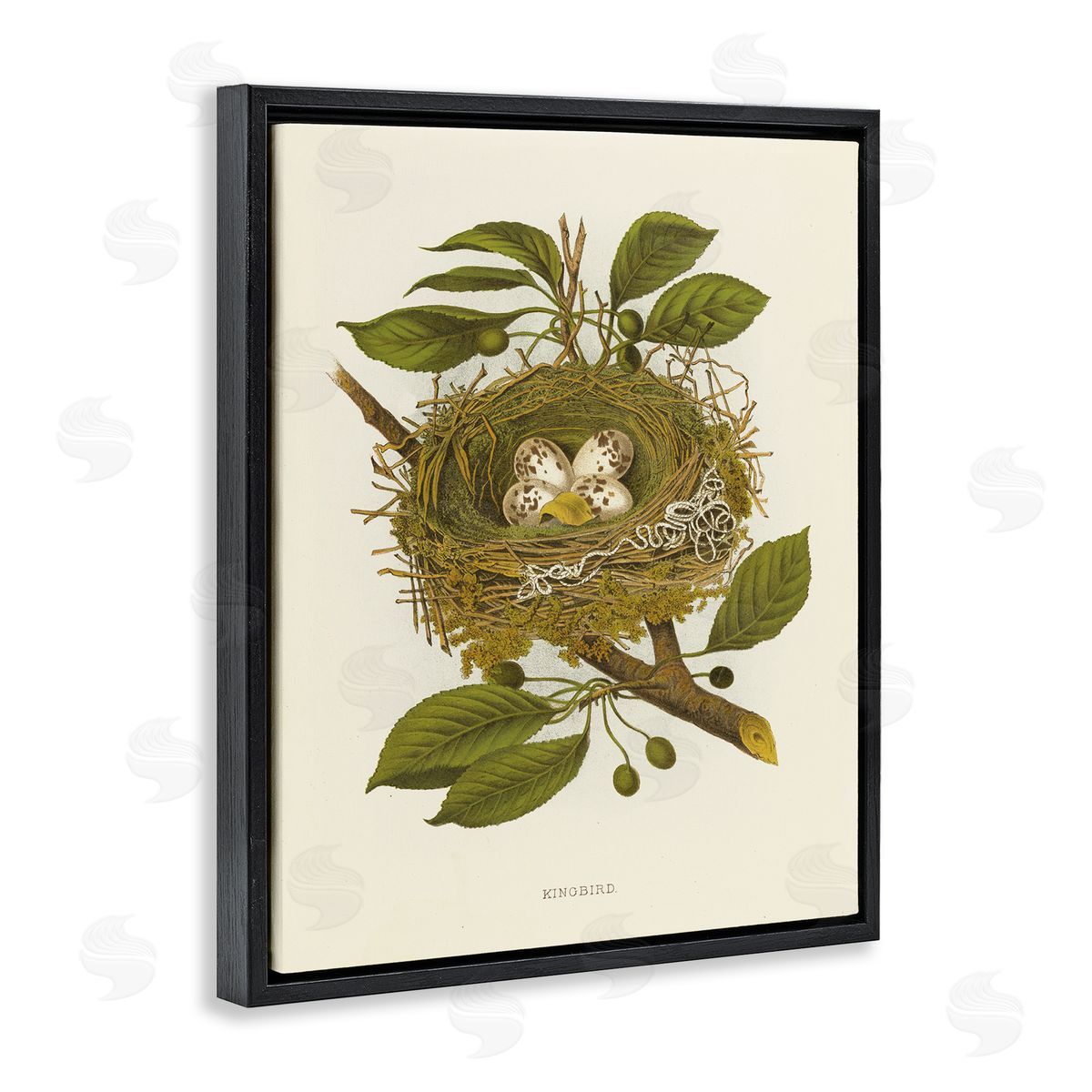 Birdnest with Spotted Eggs Black Floating Frame Canvas Wall Art, Home Decor by Tina Higgins Designs, Inc.