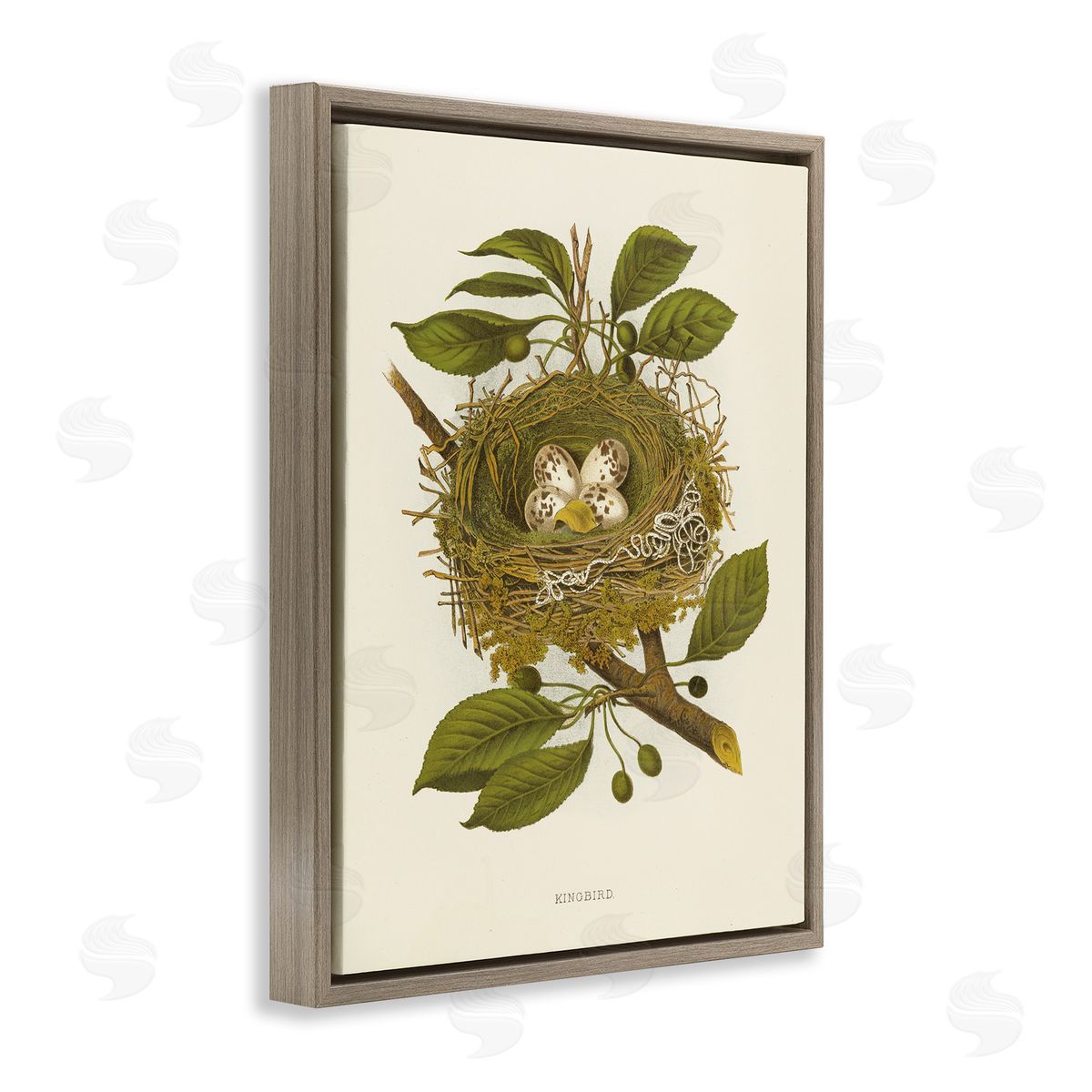 Birdnest with Spotted Eggs Brown Floating Frame Canvas Wall Art, Home Decor by Tina Higgins Designs, Inc.