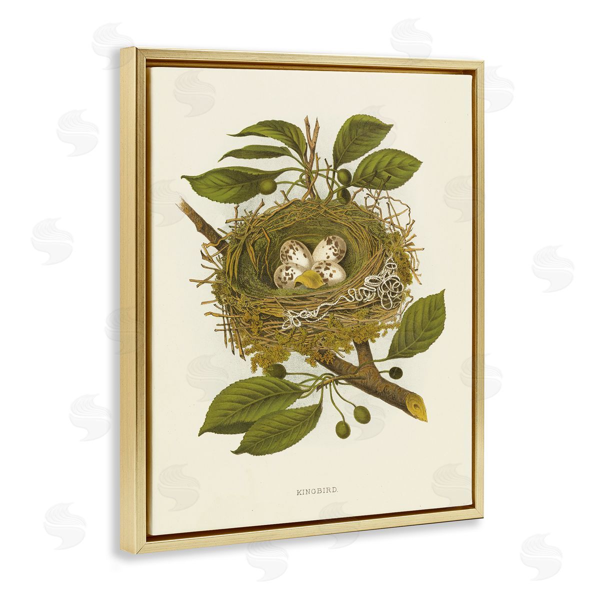 Birdnest with Spotted Eggs Gold Floating Frame Canvas Wall Art, Home Decor by Tina Higgins Designs, Inc.