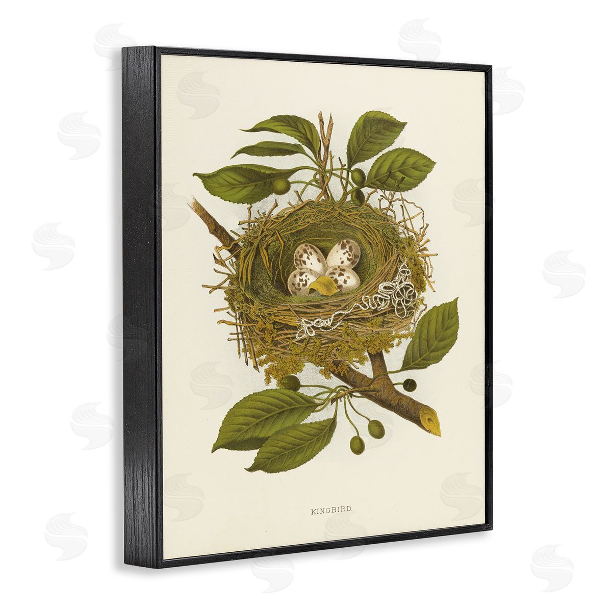 Birdnest with Spotted Eggs Black Frame Print Wall Art, Home Decor by Tina Higgins Designs, Inc.