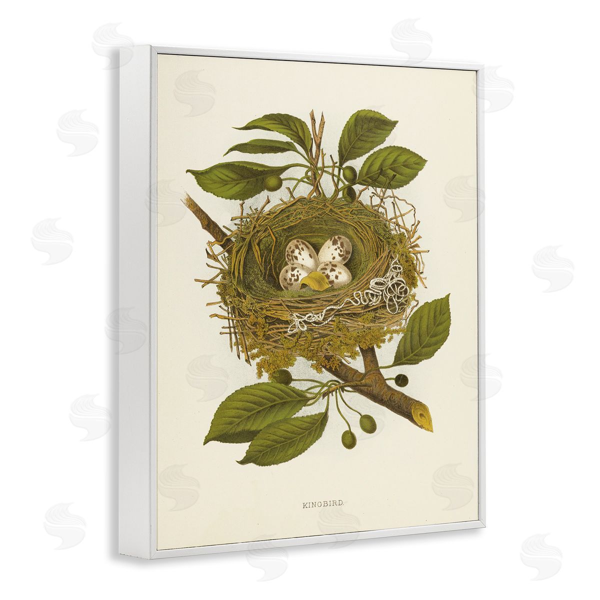 Birdnest with Spotted Eggs White Frame Print Wall Art, Home Decor by Tina Higgins Designs, Inc.