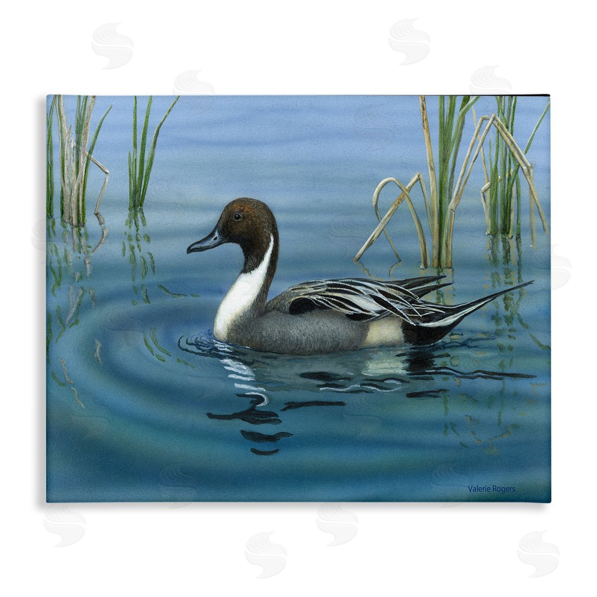 Pintail Loon in Pond Canvas Wall Art, Home Decor by Valerie Rogers