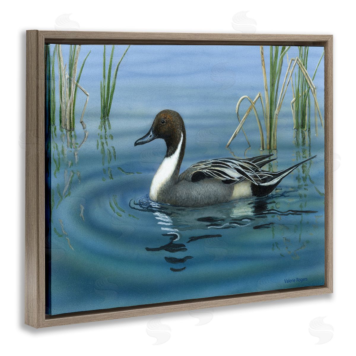Pintail Loon in Pond Brown Floating Frame Canvas Wall Art, Home Decor by Valerie Rogers