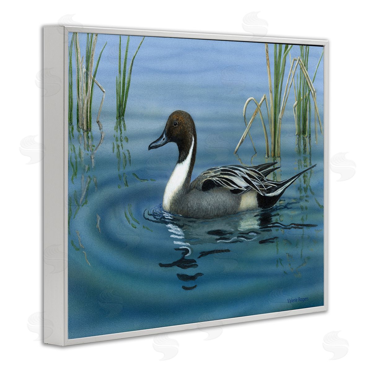 Pintail Loon in Pond White Frame Print Wall Art, Home Decor by Valerie Rogers