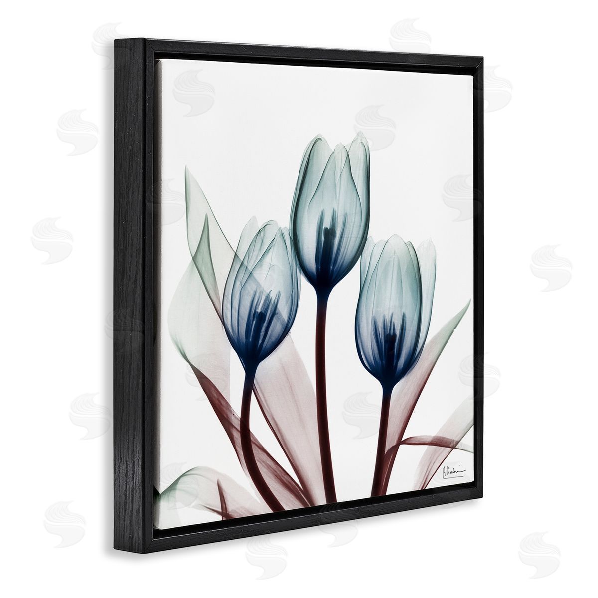 Chic Blue Translucent Tulips Black Floating Frame Canvas Wall Art, Home Decor by Albert Koetsier