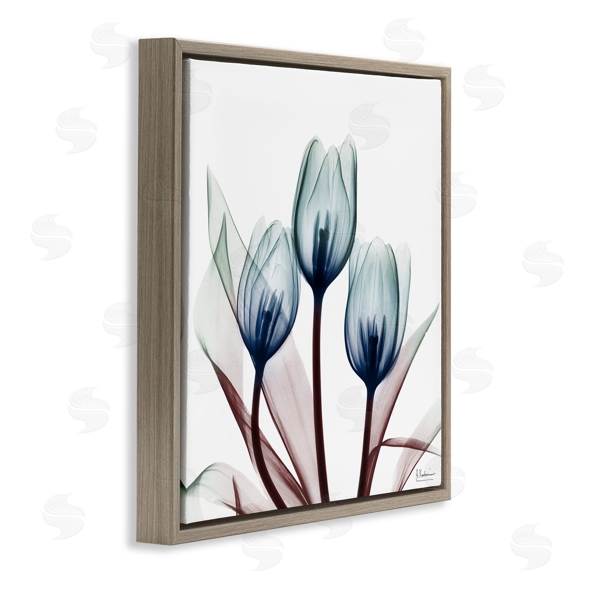 Chic Blue Translucent Tulips Brown Floating Frame Canvas Wall Art, Home Decor by Albert Koetsier