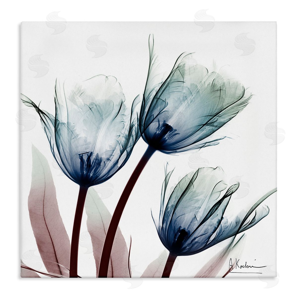 Translucent Tulip Bulbs Canvas Wall Art, Home Decor by Albert Koetsier