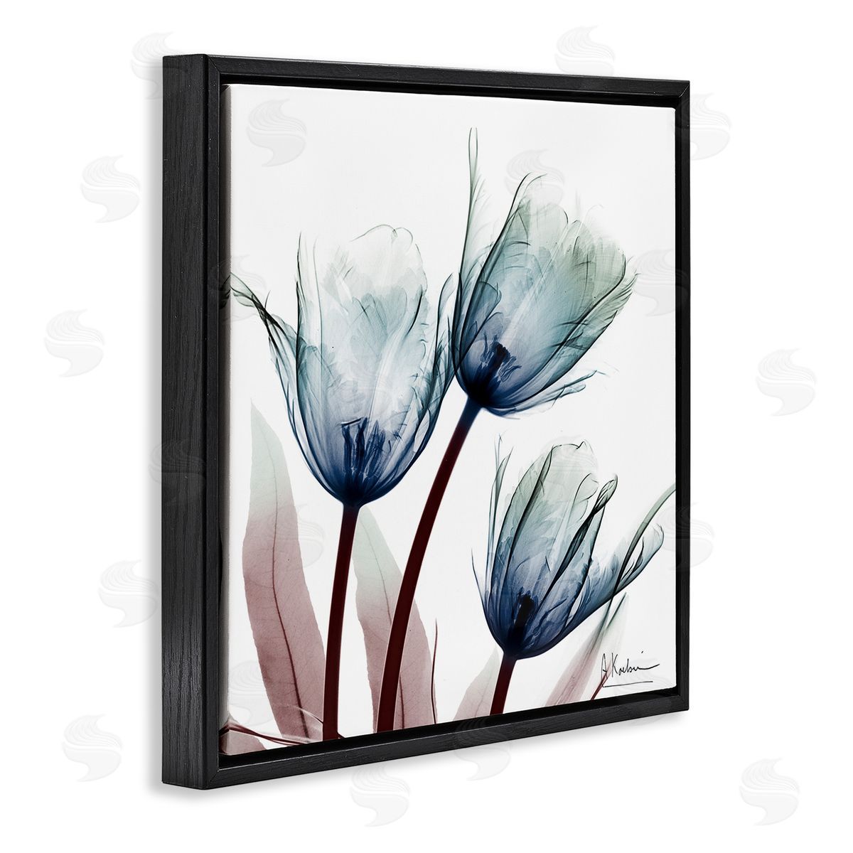 Translucent Tulip Bulbs Black Floating Frame Canvas Wall Art, Home Decor by Albert Koetsier