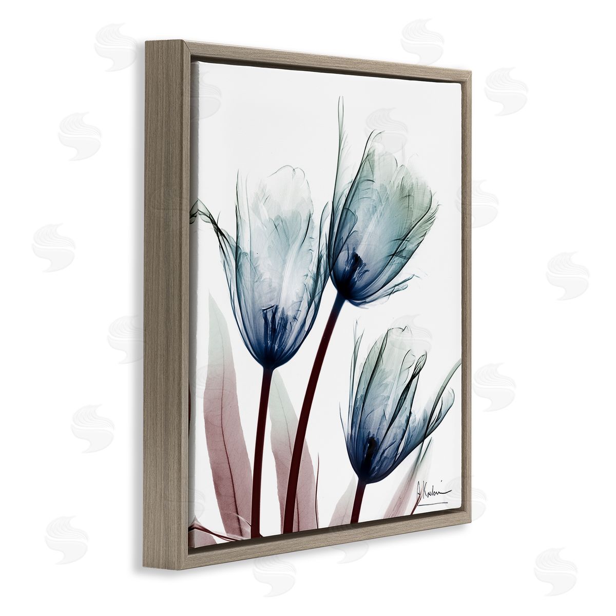 Translucent Tulip Bulbs Brown Floating Frame Canvas Wall Art, Home Decor by Albert Koetsier