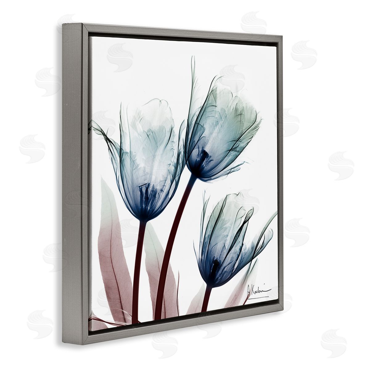 Translucent Tulip Bulbs Grey Floating Frame Canvas Wall Art, Home Decor by Albert Koetsier