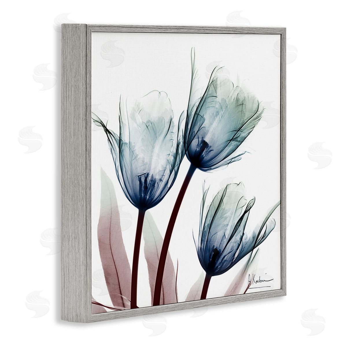Translucent Tulip Bulbs Grey Frame Print Wall Art, Home Decor by Albert Koetsier