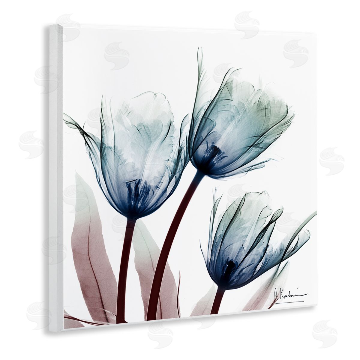 Translucent Tulip Bulbs Wood Plaque Wall Art, Home Decor by Albert Koetsier