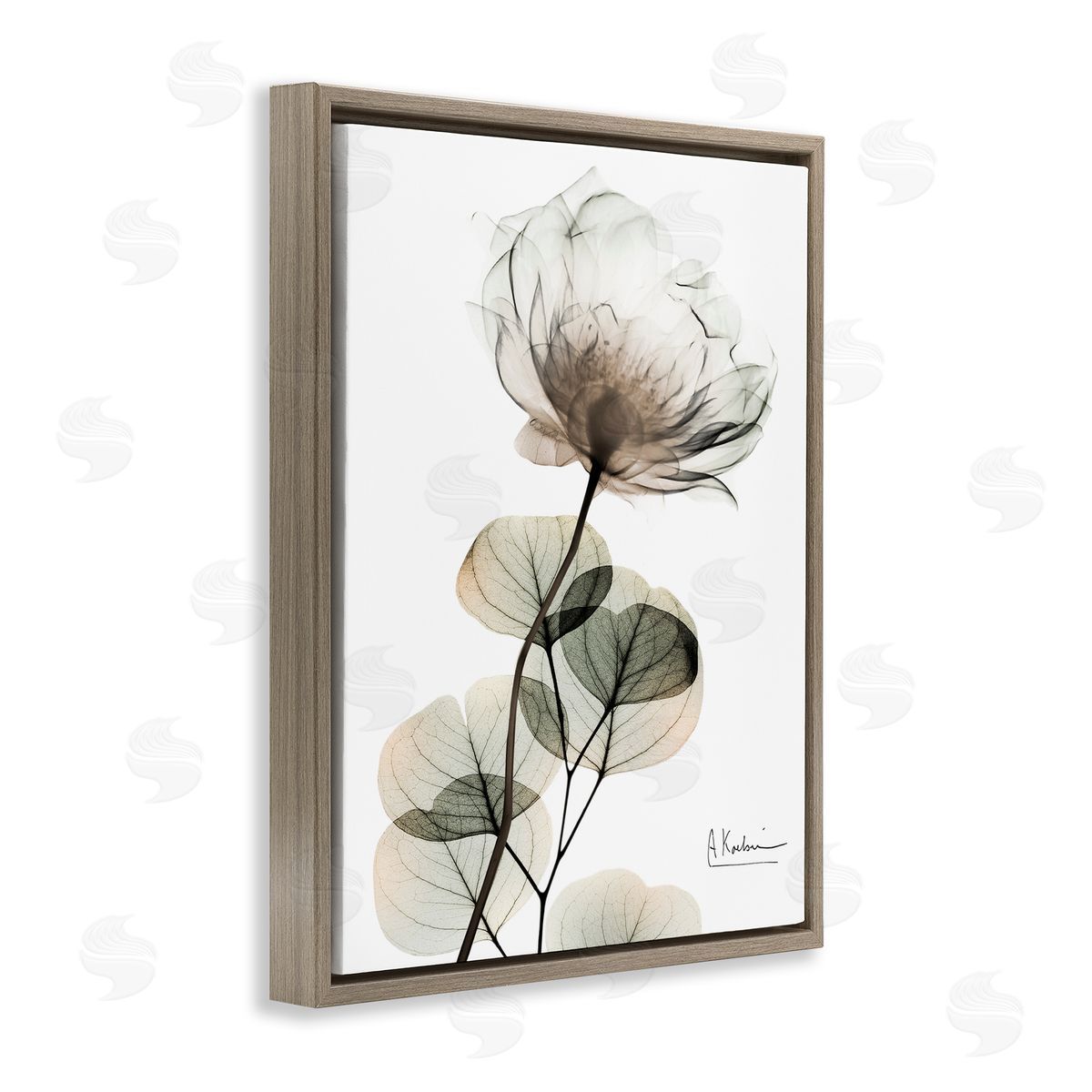 Simple Elegant White Flower Brown Floating Frame Canvas Wall Art, Home Decor by Albert Koetsier