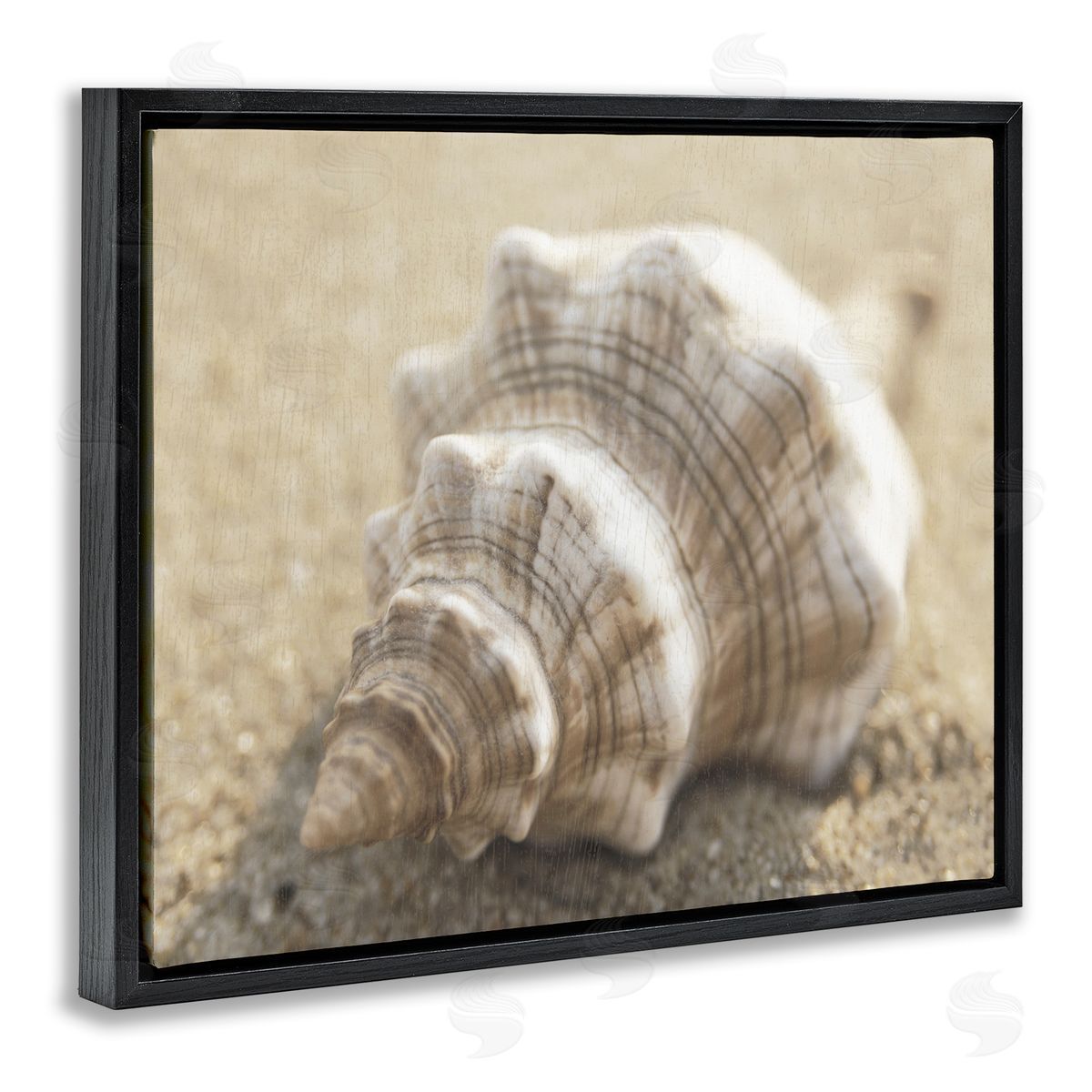 Neutral Tone Conch Shell Black Floating Frame Canvas Wall Art, Home Decor by Dora Rotondella