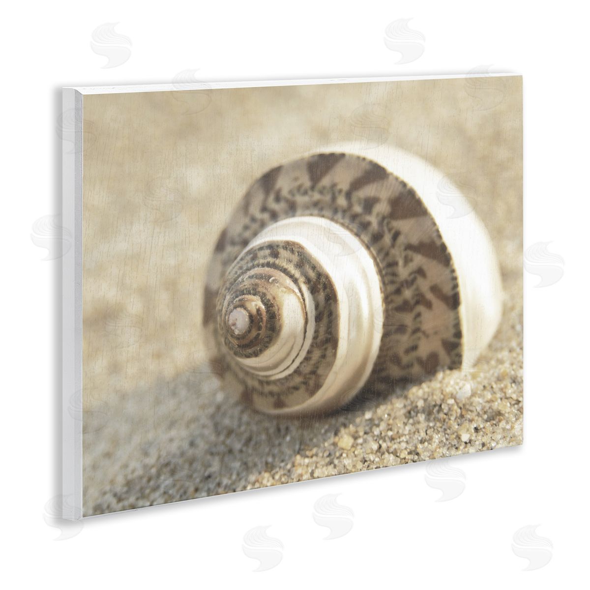 Neutral Tone Seashell Wood Plaque Wall Art, Home Decor by Dora Rotondella