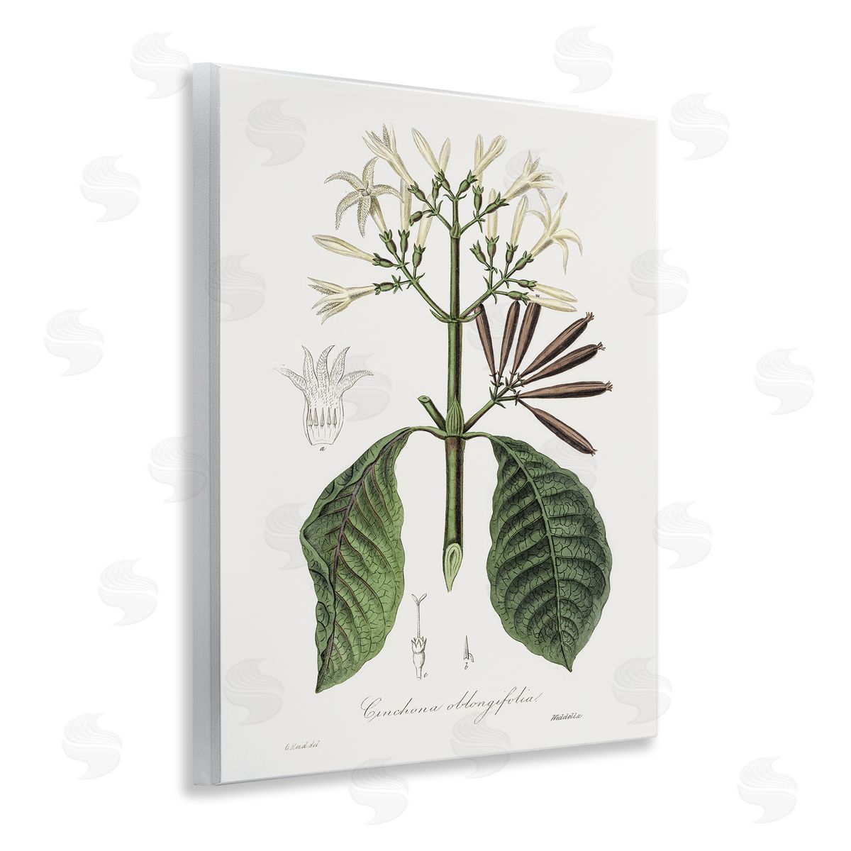 Vintage Flora Study Wood Plaque Wall Art, Home Decor by CAD Designs