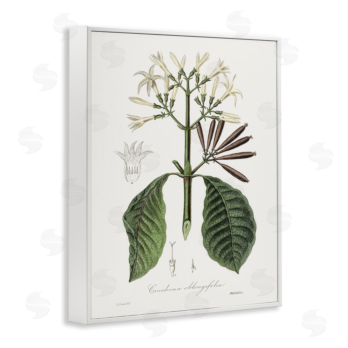 Vintage Flora Study White Frame Print Wall Art, Home Decor by CAD Designs