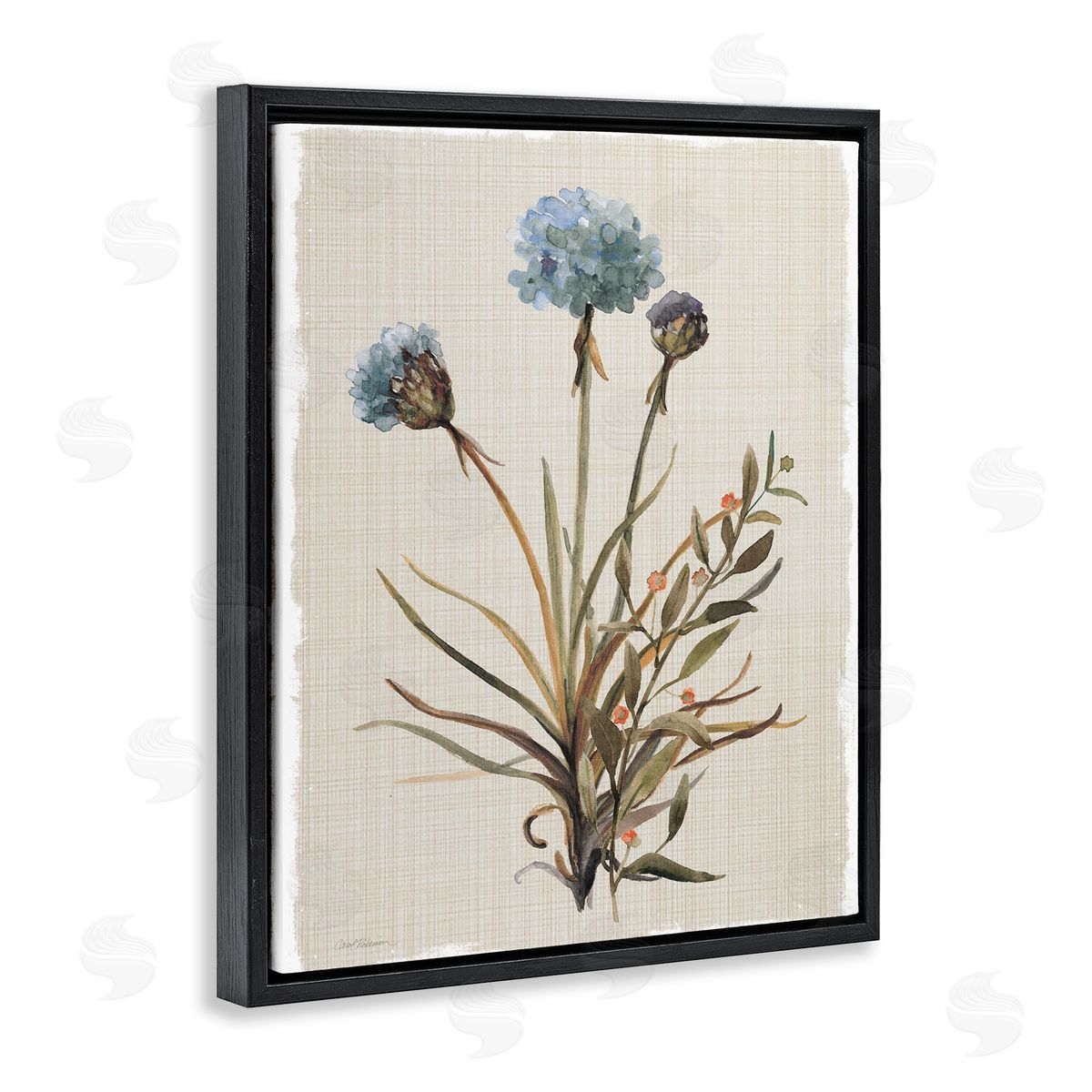 Natural Hydrangea Buds Black Floating Frame Canvas Wall Art, Home Decor by Carol Robinson