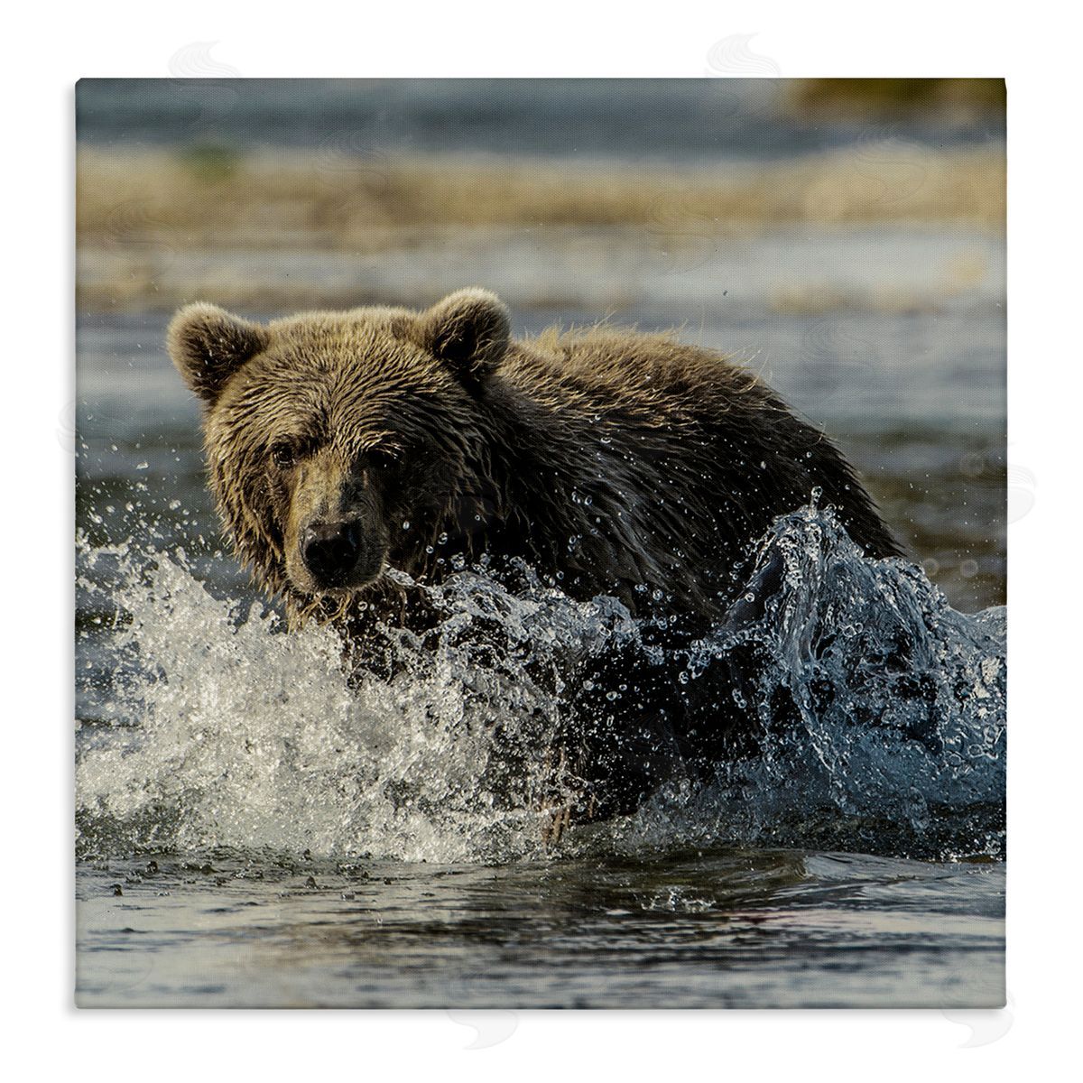 Bear Splashing in River Canvas Wall Art, Home Decor by Danita Delimont
