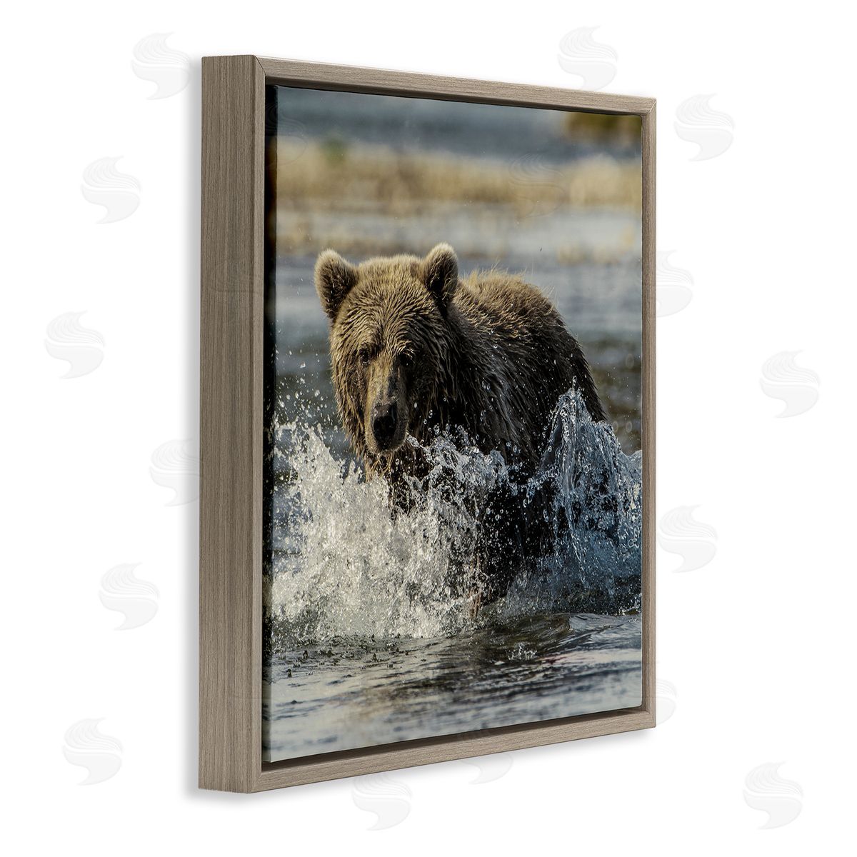 Bear Splashing in River Brown Floating Frame Canvas Wall Art, Home Decor by Danita Delimont