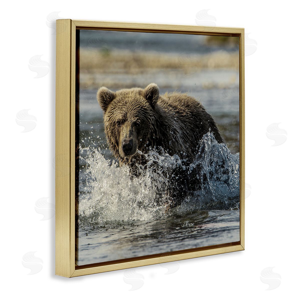 Bear Splashing in River Gold Floating Frame Canvas Wall Art, Home Decor by Danita Delimont