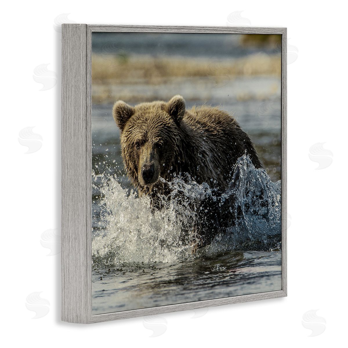 Bear Splashing in River Grey Frame Print Wall Art, Home Decor by Danita Delimont