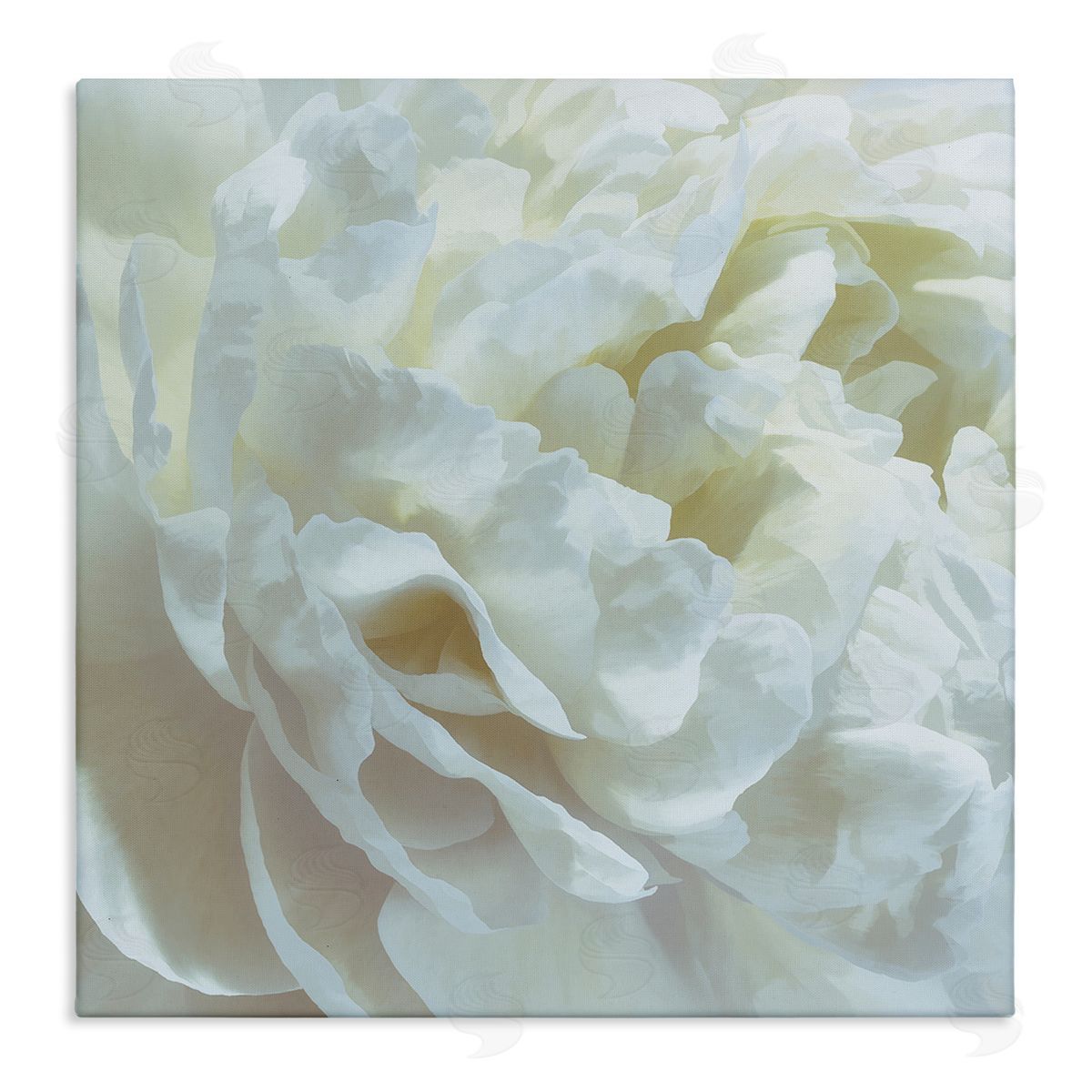Elegant White Petals Canvas Wall Art, Home Decor by David Pollard