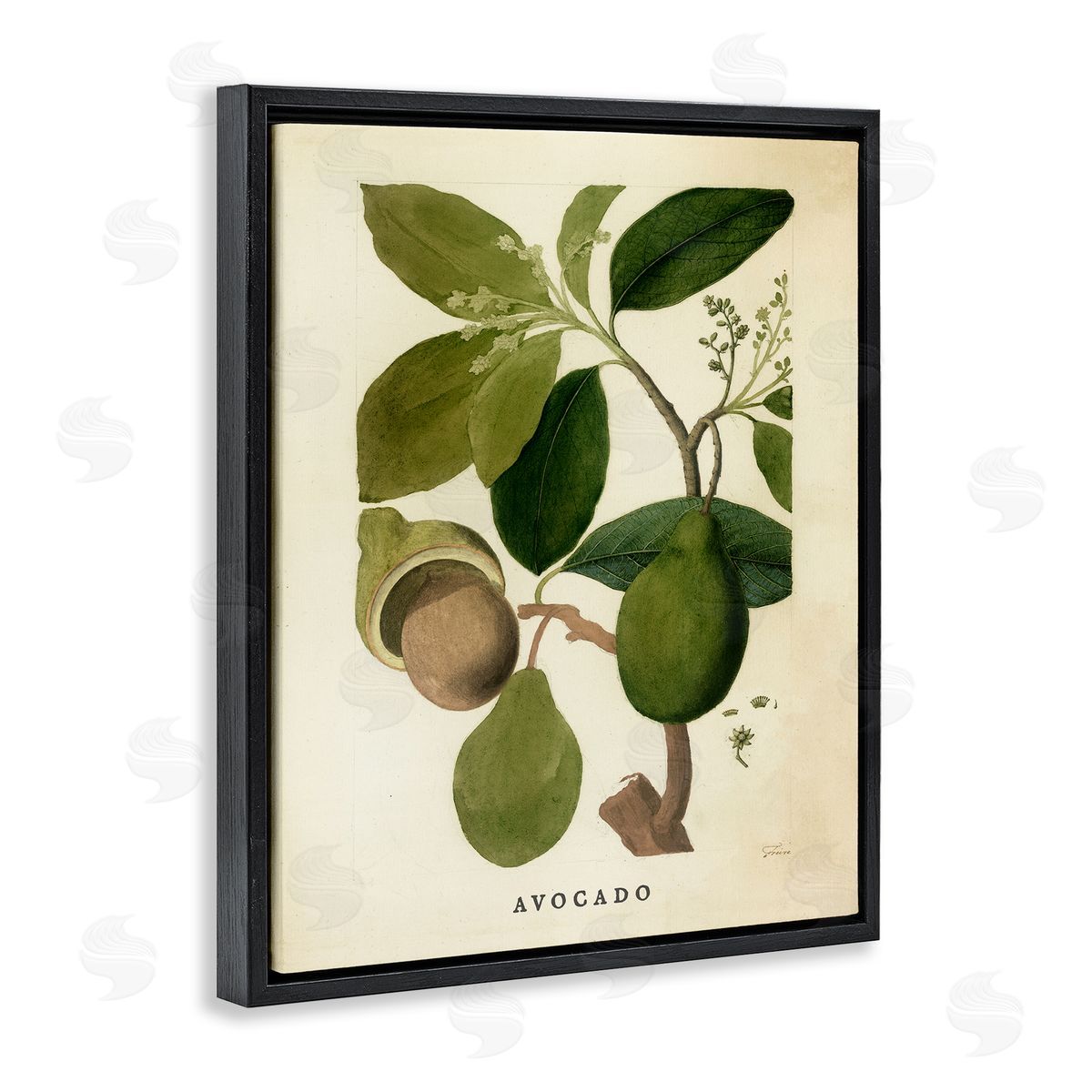 Vintage Avocado Plant Black Floating Frame Canvas Wall Art, Home Decor by Stupell Studio