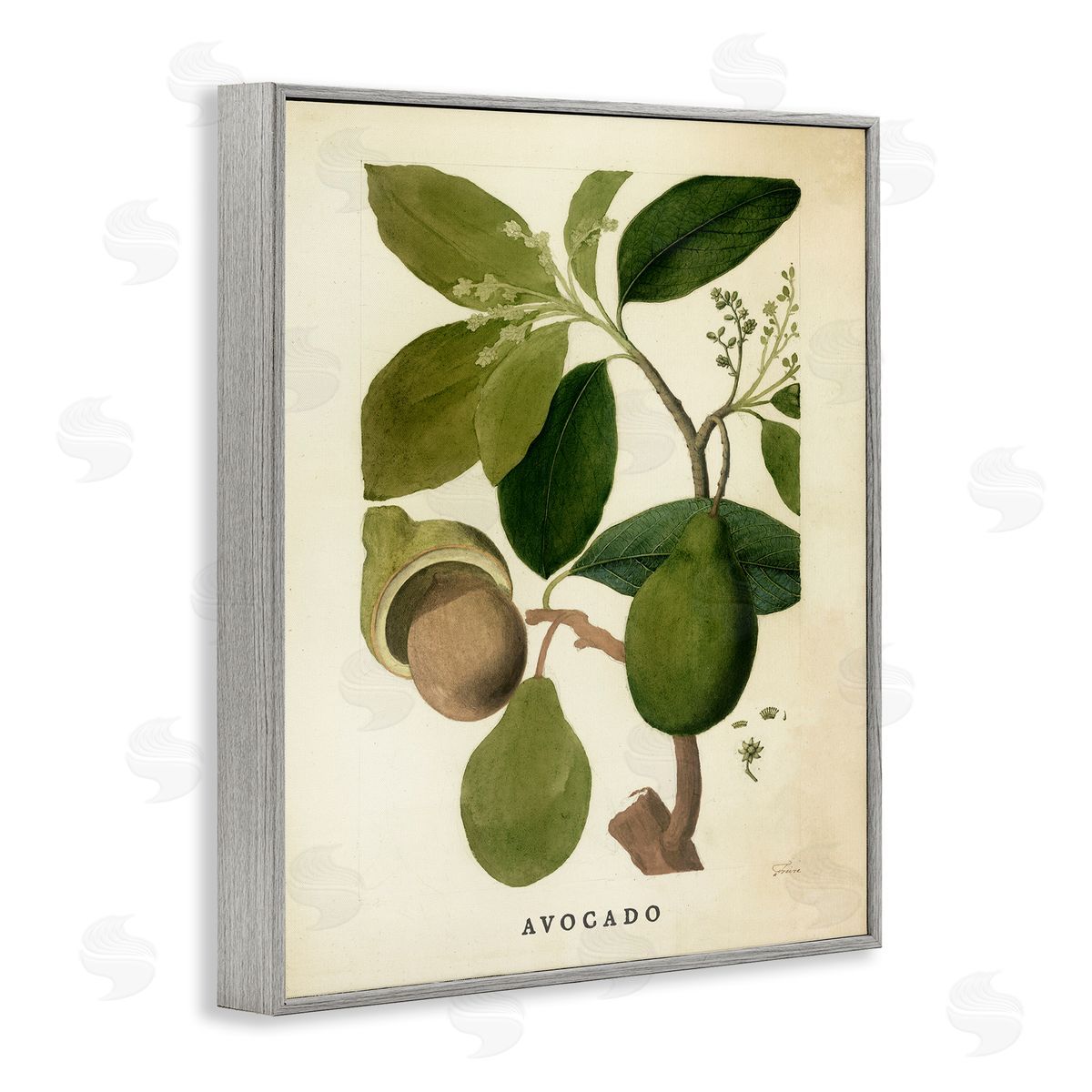 Vintage Avocado Plant Grey Frame Print Wall Art, Home Decor by Stupell Studio